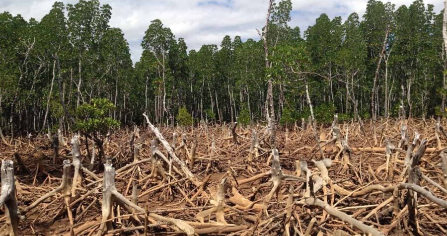 The Devastating Outcomes of Deforestation * Giant Weblog of Gardening