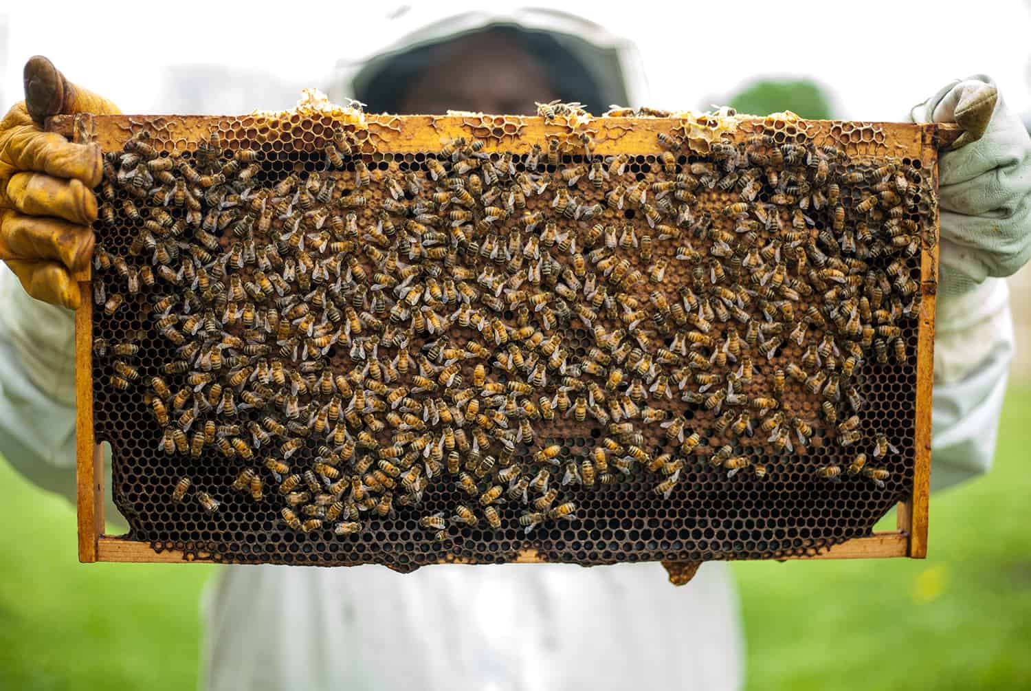 One of many easiest methods to Begin a Beehive * Large Weblog of Gardening