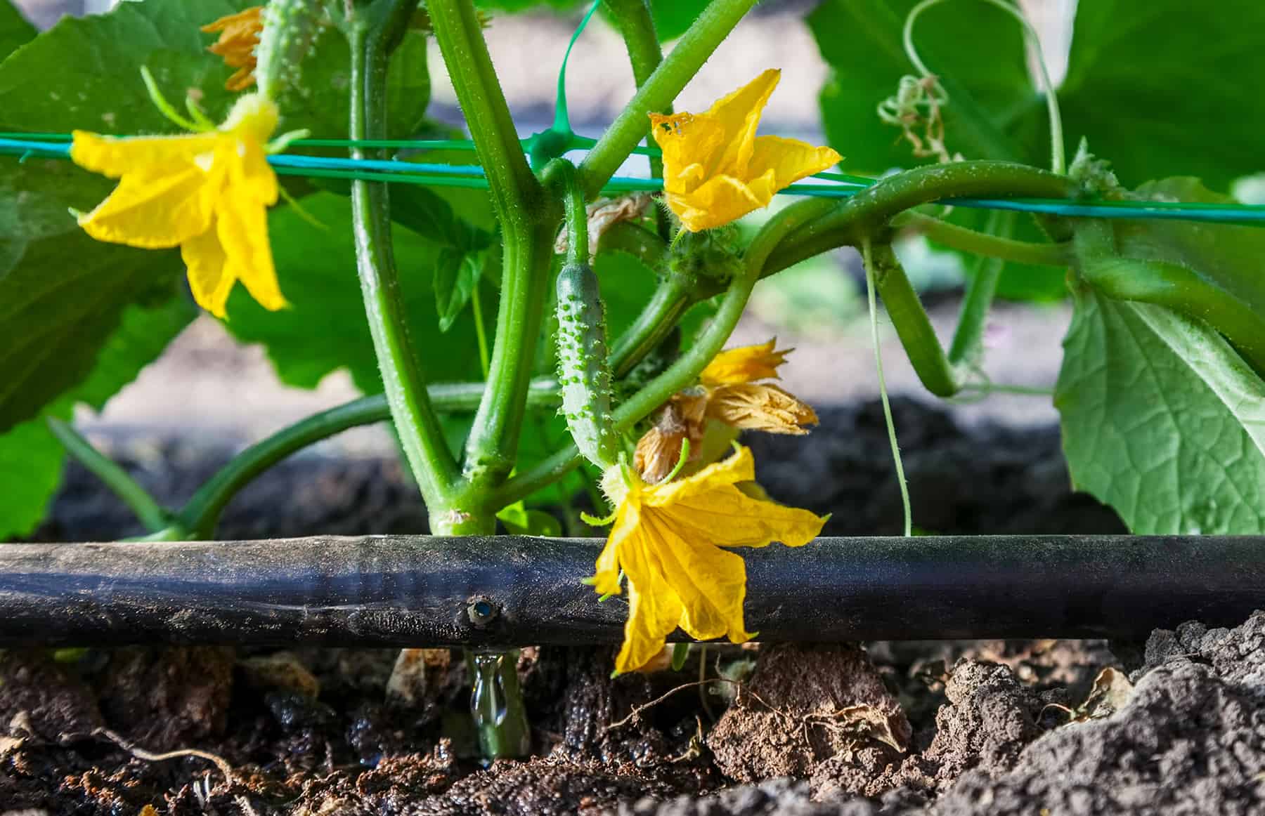 Drip Irrigation Fundamentals (with Movement photos) * Big Weblog of Gardening