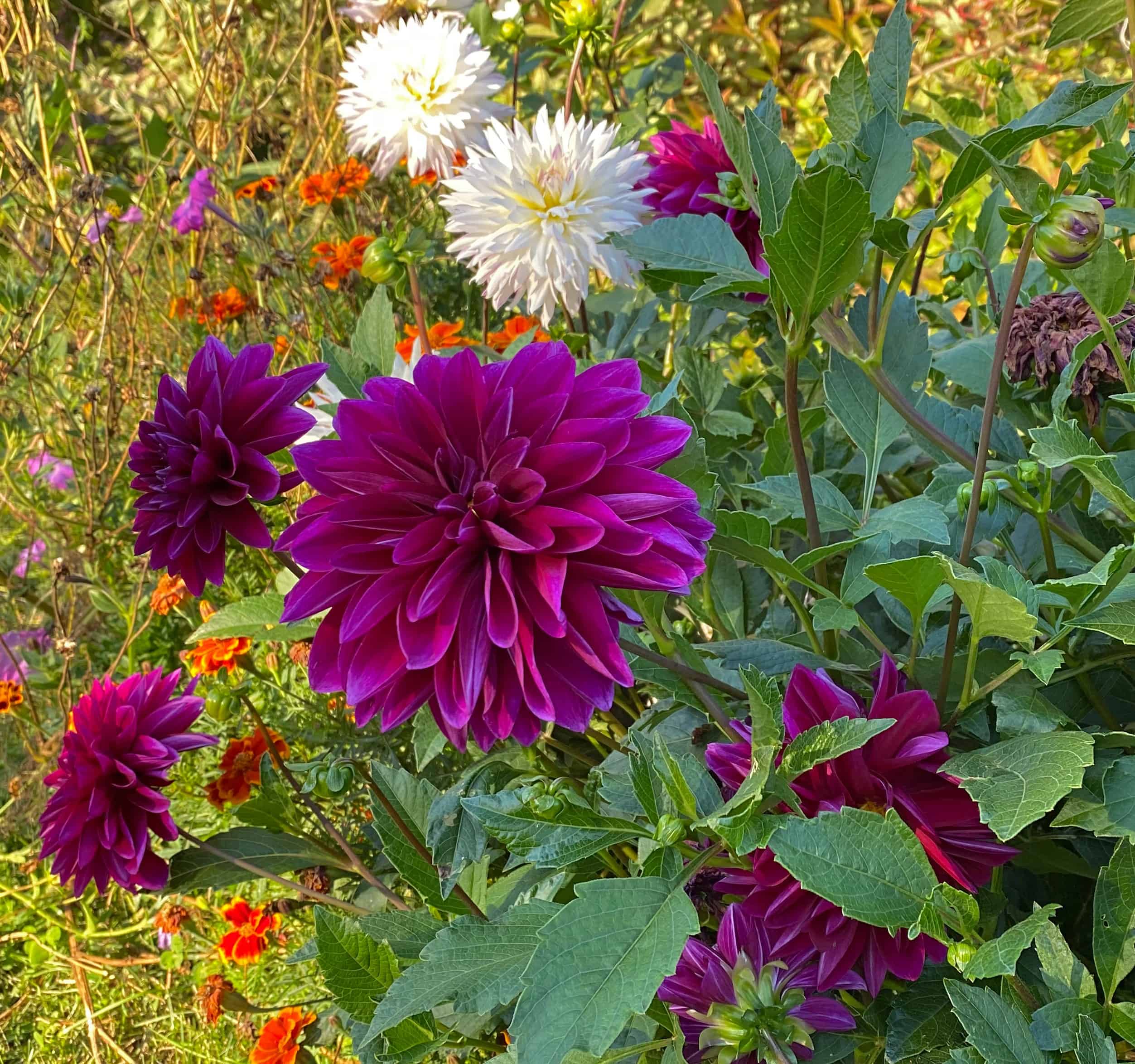 The 4 Greatest Showstopper Summer time season Blooms For Your Yard * Huge Weblog of Gardening