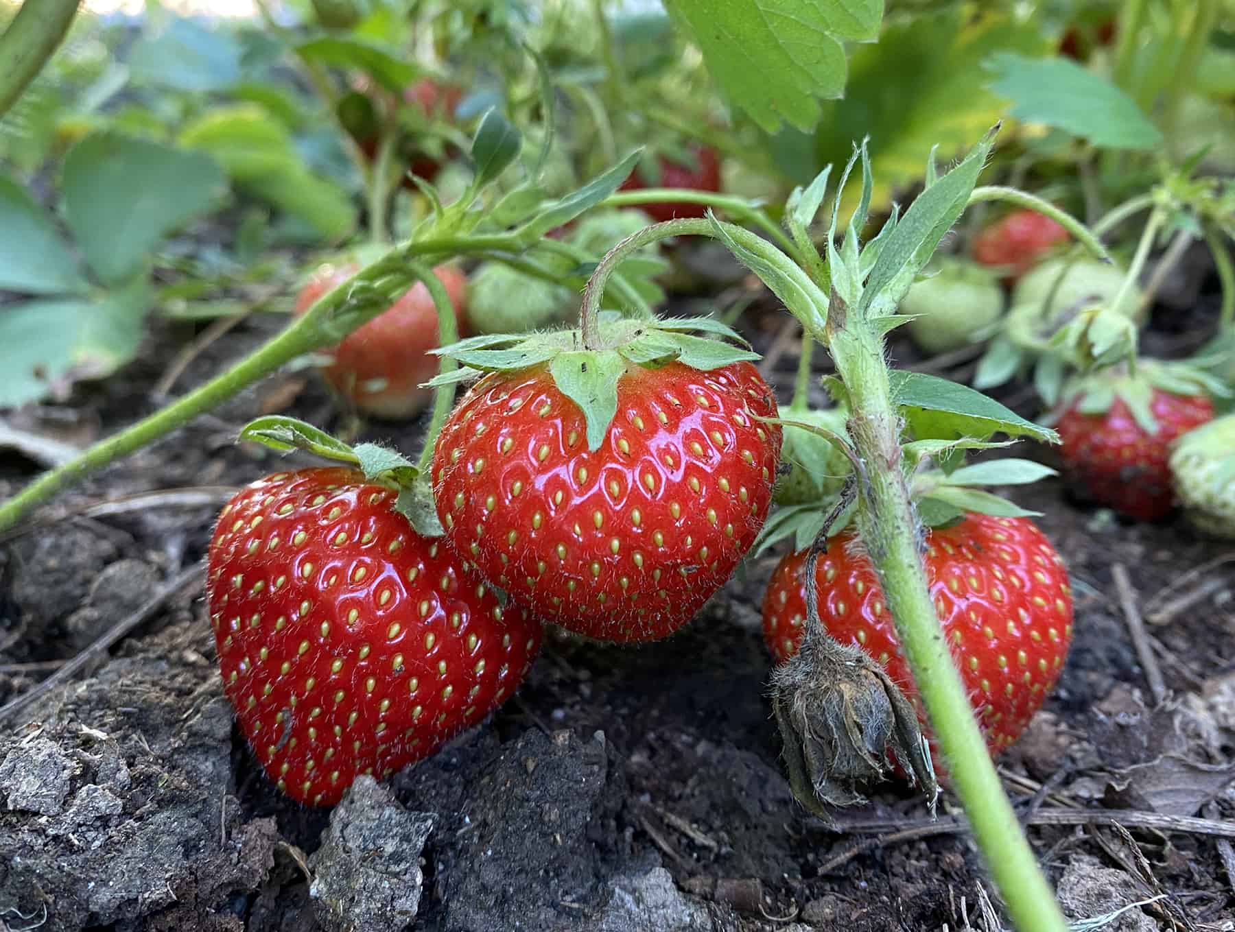 Gardening Fundamentals For Learners * Giant Weblog of Gardening