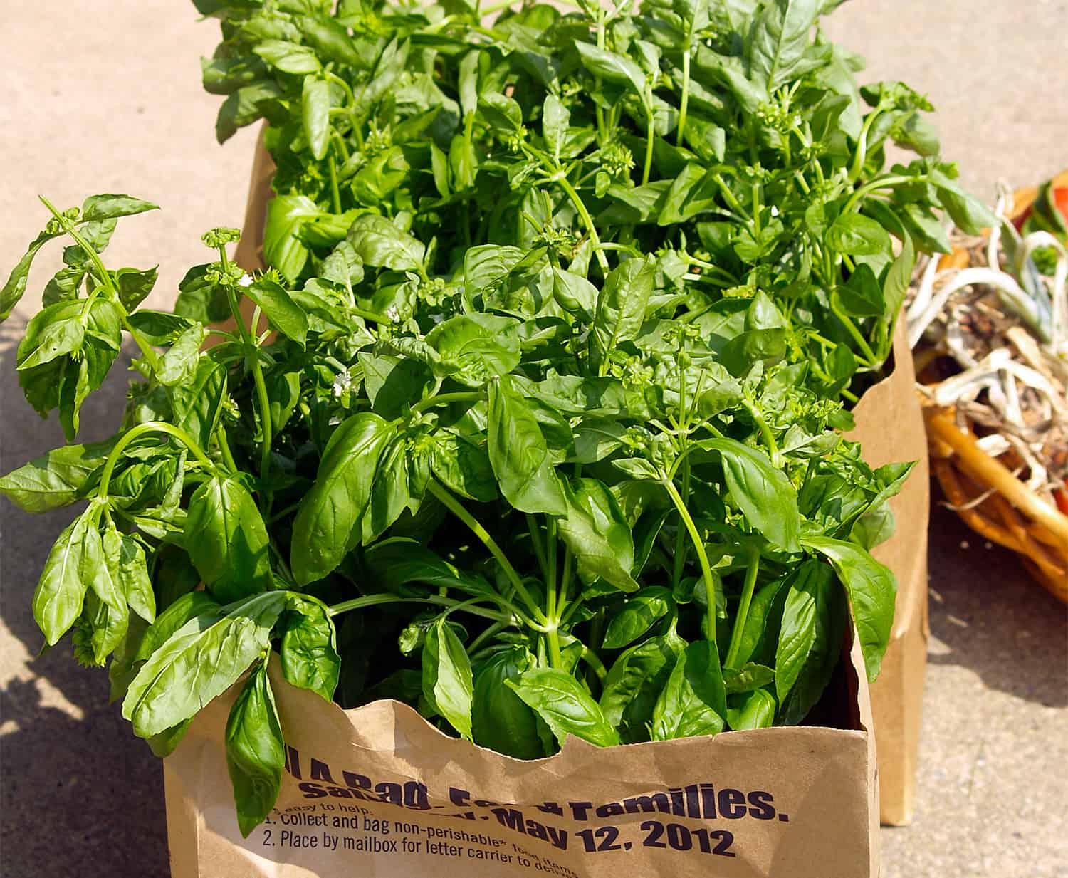 The proper approach to Develop Basil * Giant Weblog of Gardening