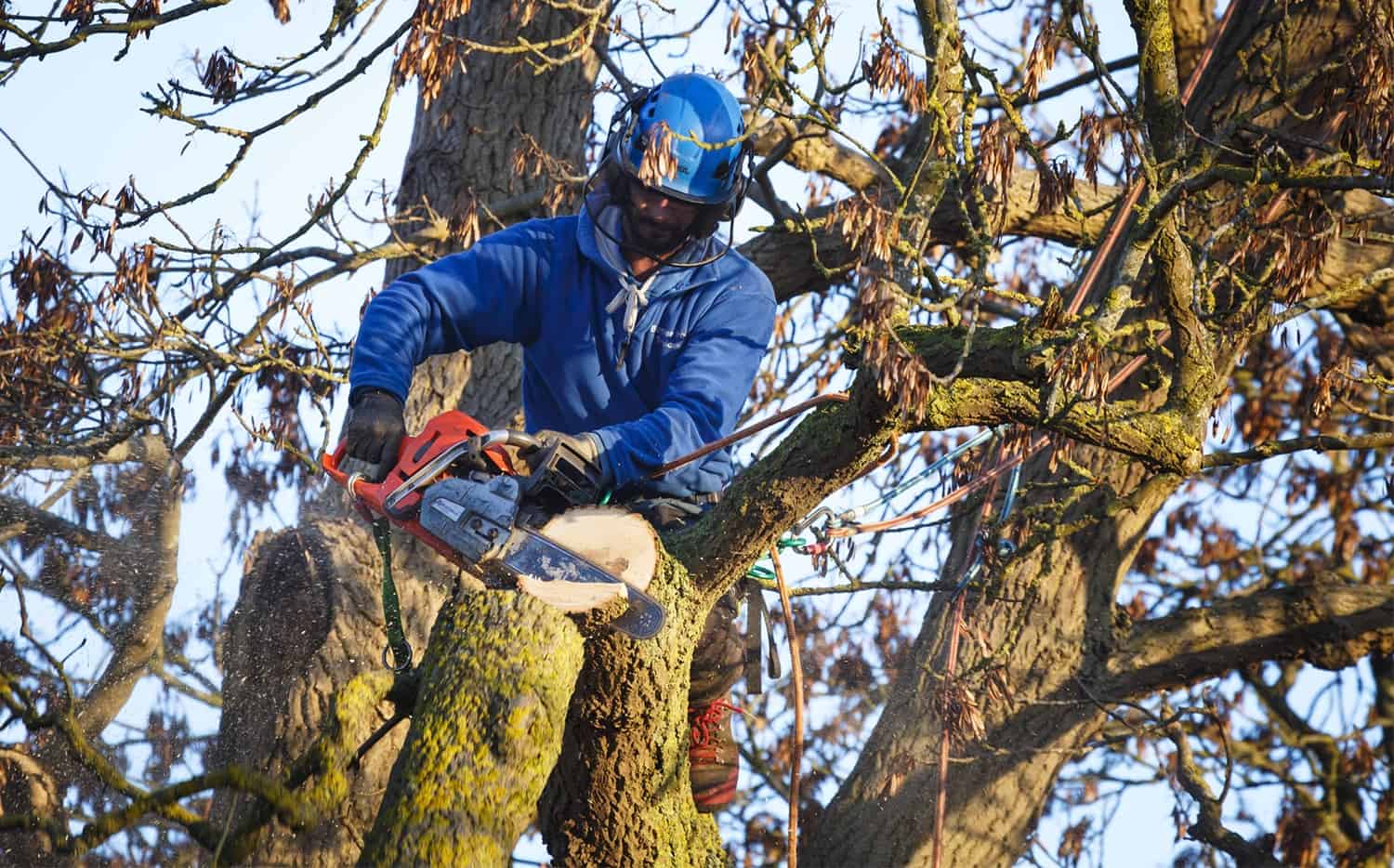 How To Safely Cut back Down a Massive Tree * Huge Weblog of Gardening