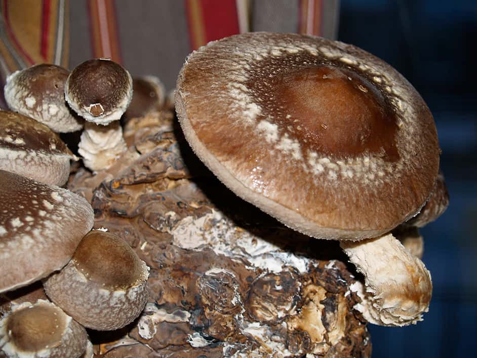 How one can Develop Shitake Mushrooms * Monumental Weblog of Gardening