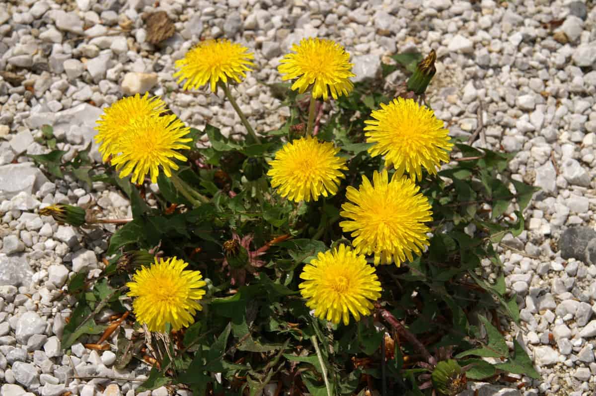 Do You Actually Ought to Take away Dandelions? * Large Weblog of Gardening