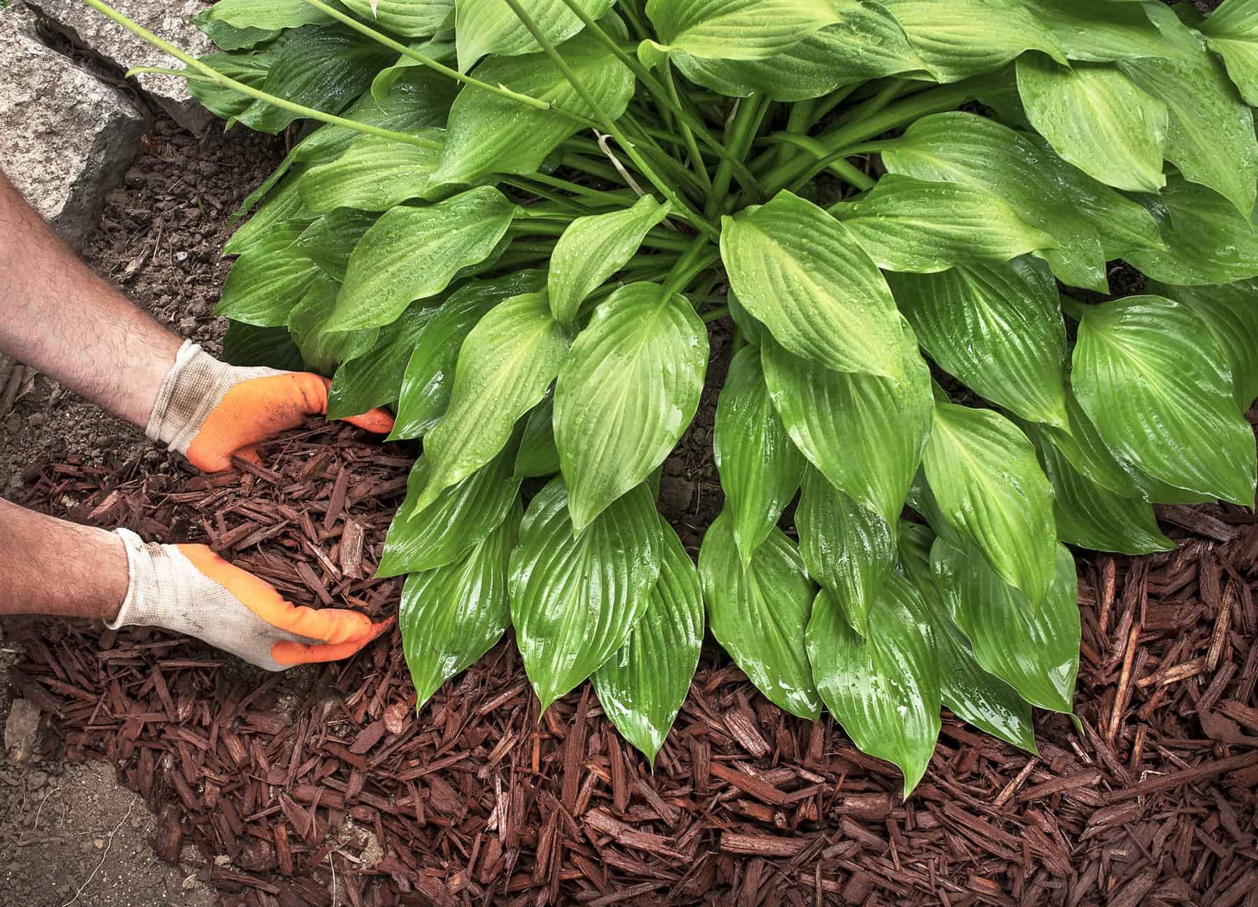 You could be Maybe Mulching All Incorrect. How To Do It Right. * Big Weblog of Gardening