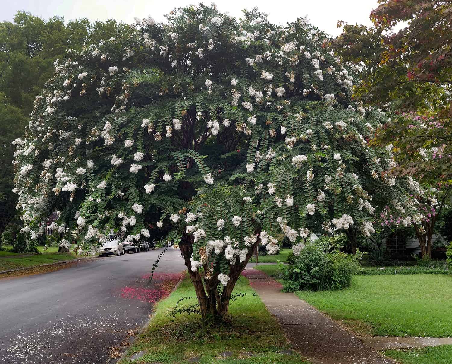 Is It a Small Tree or a Massive Shrub? The Distinction Would possibly Not Be Apparent. * Massive Weblog of Gardening