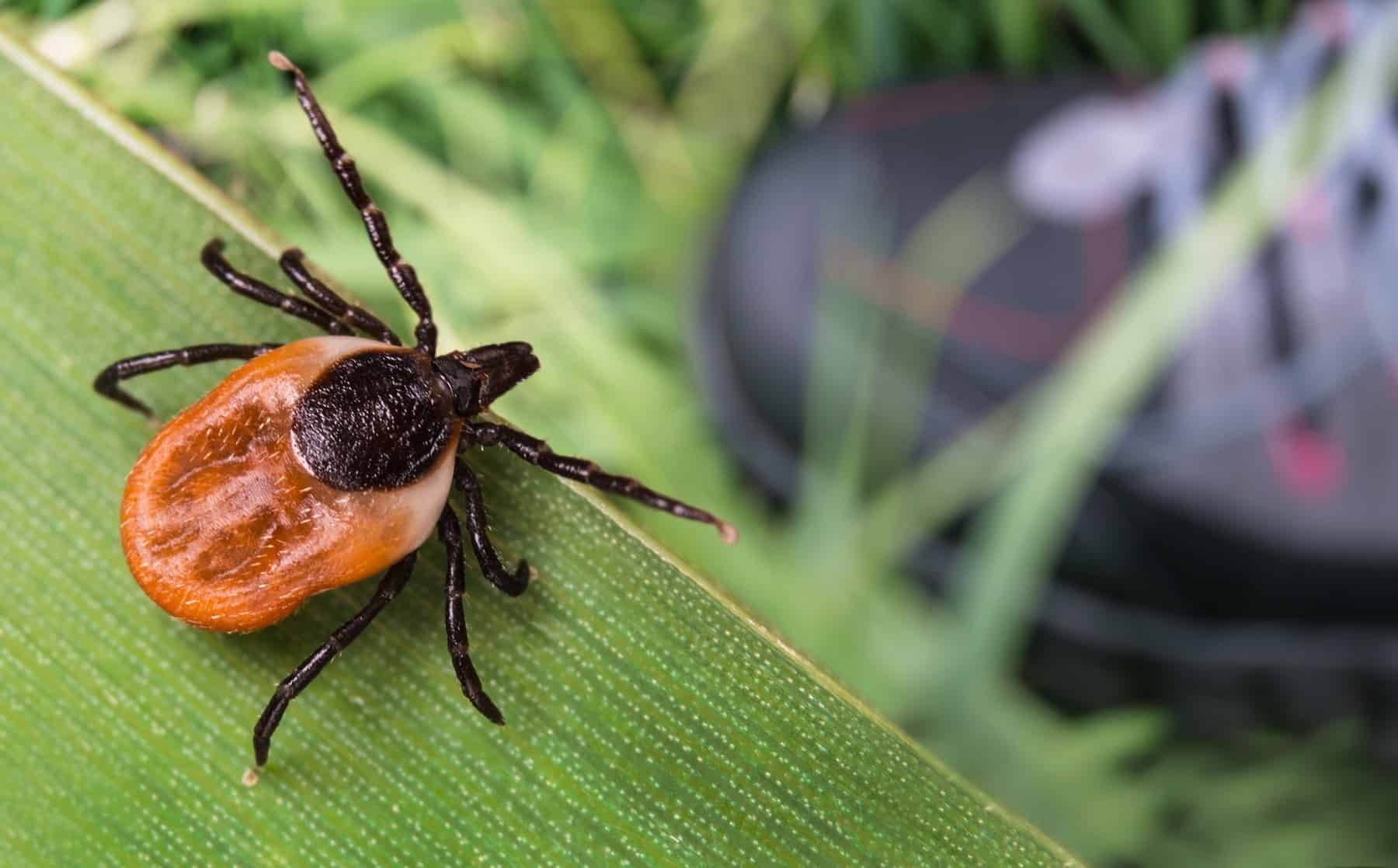 One of many easiest methods to Keep away from Tick Bites (From Somebody Who Virtually Died of Lyme Illness) * Large Weblog of Gardening