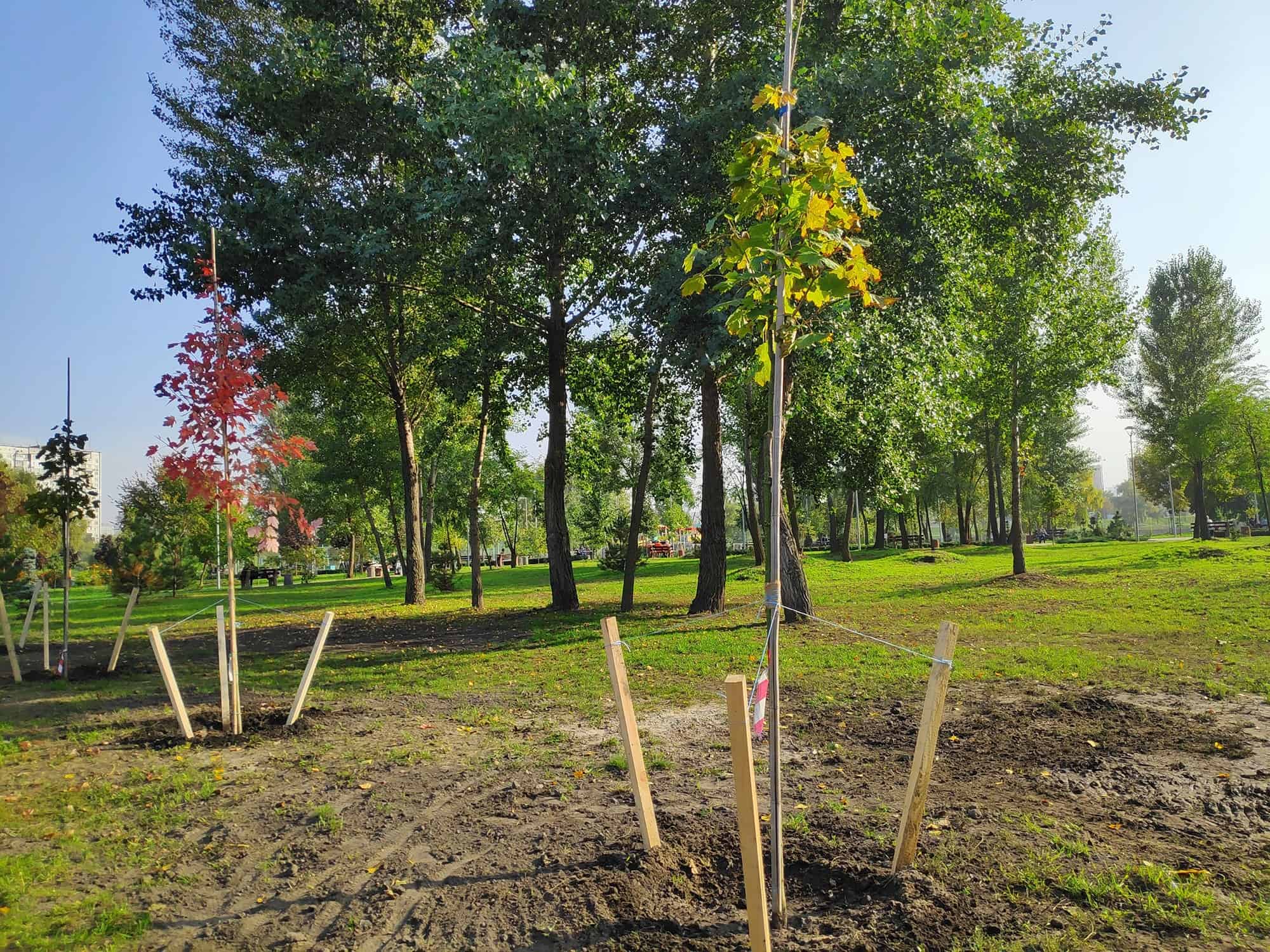 Staking a Tree Is Nearly By no means The Appropriate Concern To Do * Large Weblog of Gardening