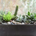 Eight Home Vegetation To Develop On A Windowsill