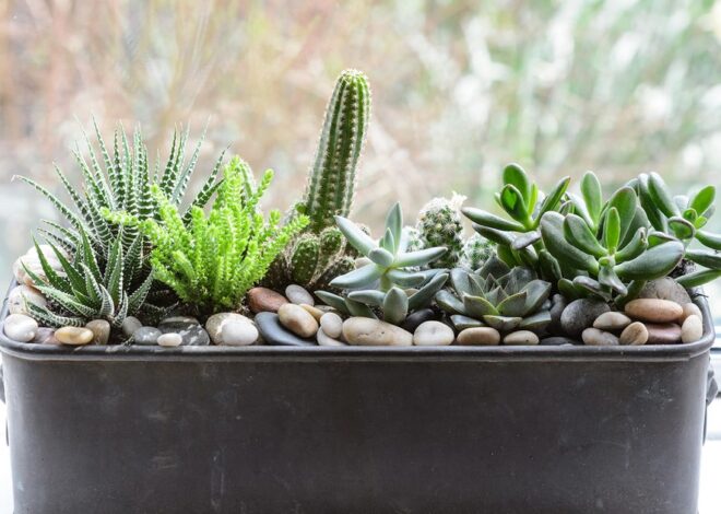 Eight Home Vegetation To Develop On A Windowsill