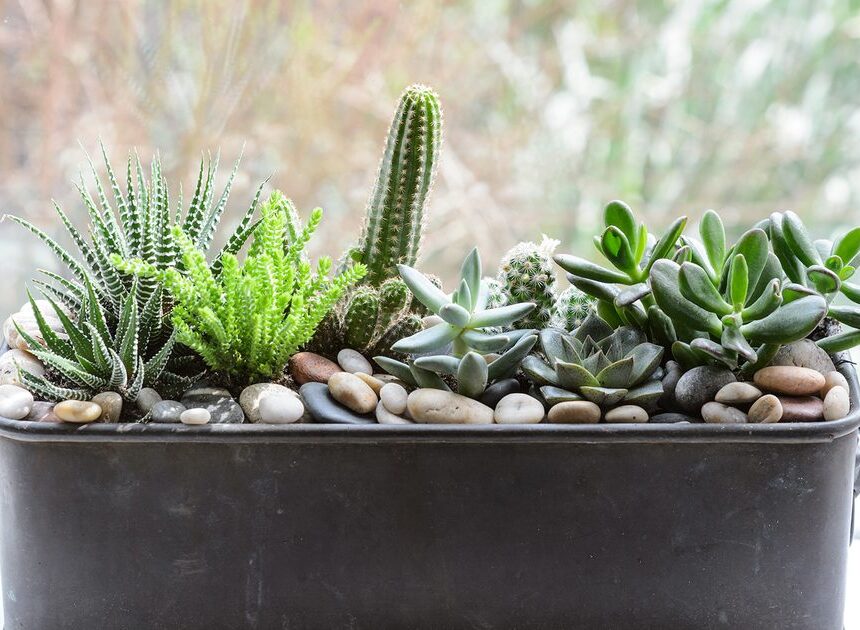 Eight Home Vegetation To Develop On A Windowsill