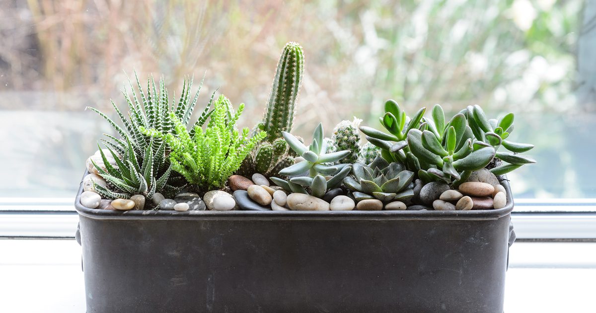 Eight Home Vegetation To Develop On A Windowsill