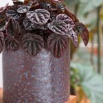 Vibrant Houseplants to Develop | BBC Gardeners World Journal