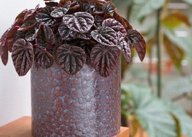 Vibrant Houseplants to Develop | BBC Gardeners World Journal