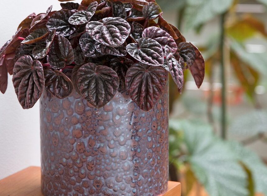 Vibrant Houseplants to Develop | BBC Gardeners World Journal