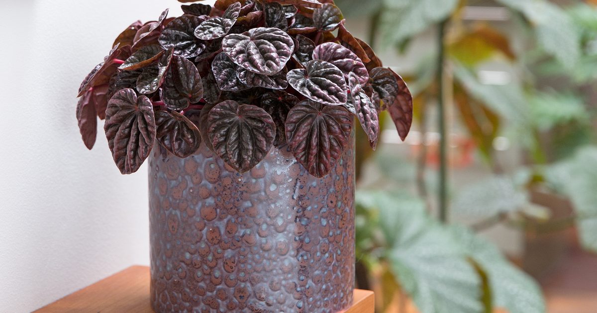 Vibrant Houseplants to Develop | BBC Gardeners World Journal