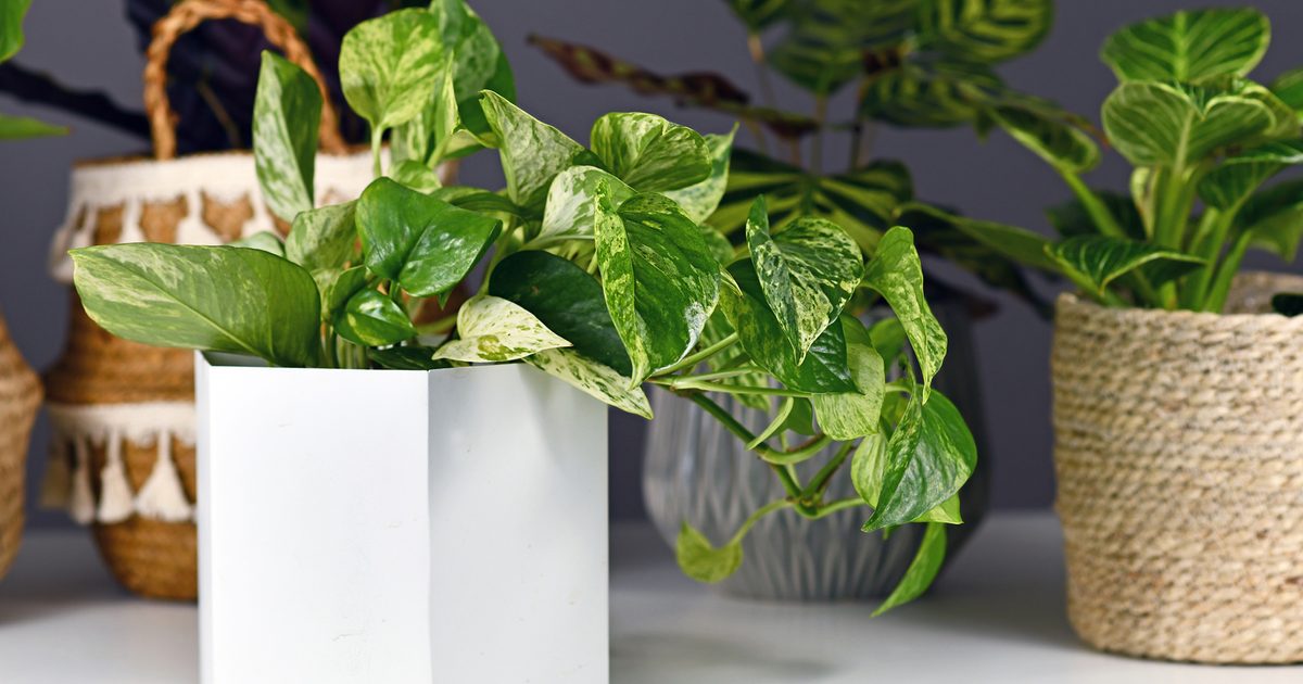 Find out how to Take care of Golden Pothos (Satan’s Ivy)